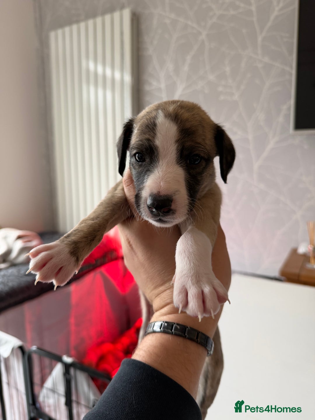 Mixed Breed dogs for sale: Bedlington x Whippet - Advert 22