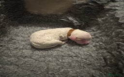 Mixed Breed dogs for sale: 👑 Superb Rare Health Teated Cockadoodledoo Pups - Image 5