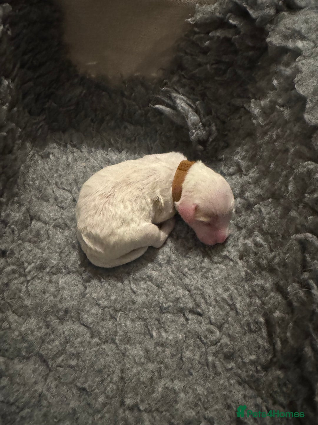 Mixed Breed dogs for sale: 👑 Superb Rare Health Teated Cockadoodledoo Pups - Image 5