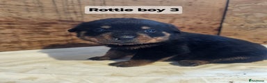 Rottweiler Puppy 3