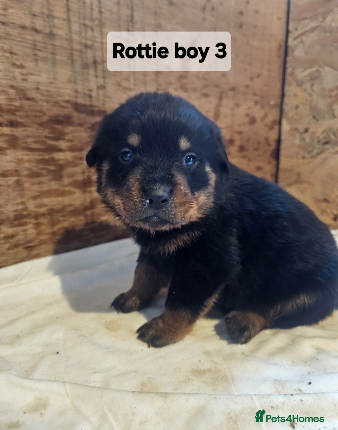 Rottweiler dogs for sale: 3 Beautiful rottweiler pups - Advert 7