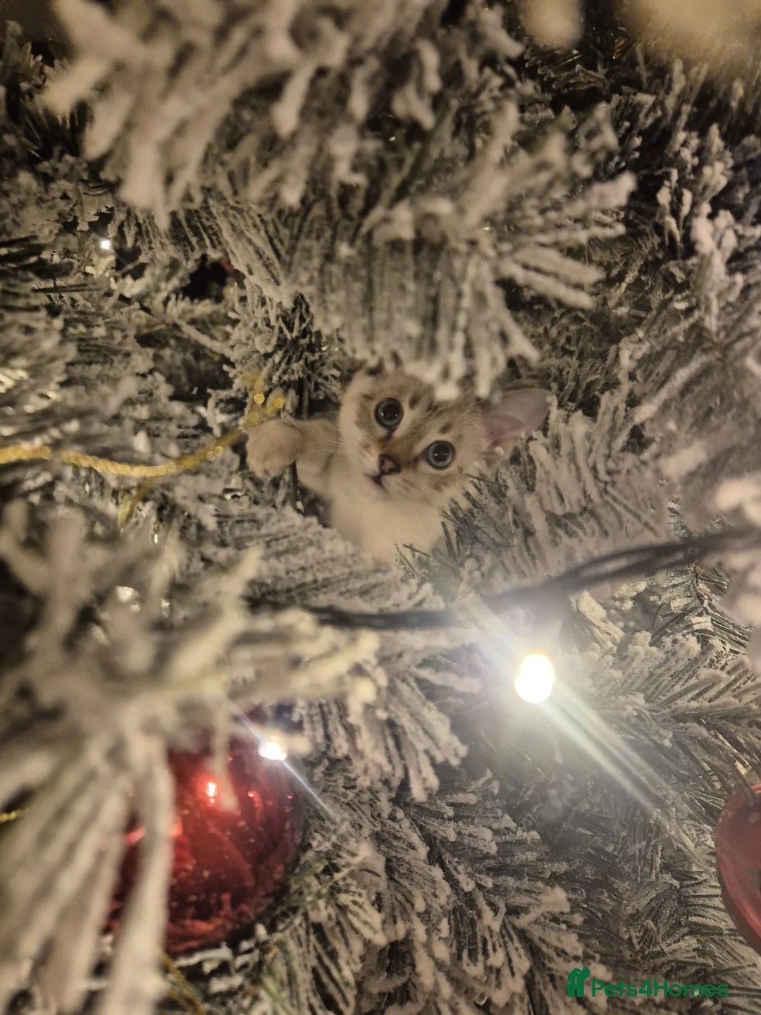 Bengal cats for sale: Guaranteed to be Cuddly *ready now*   - Advert 20