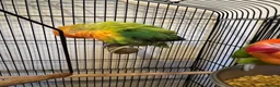 Lovebirds birds for sale: 2 lovebird pairs and cage for sale. in Brierley Hill - Advert 17