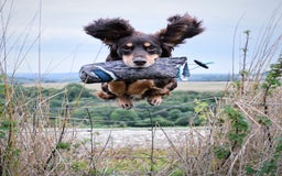 Cocker Spaniel dogs for stud: Health tested KC dog. Carries various colours - Image 3