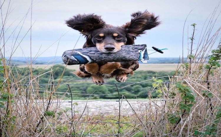 Cocker Spaniel dogs - Advert 3