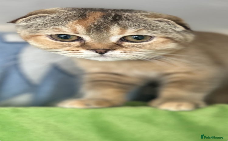 Scottish Fold cats - Advert 12
