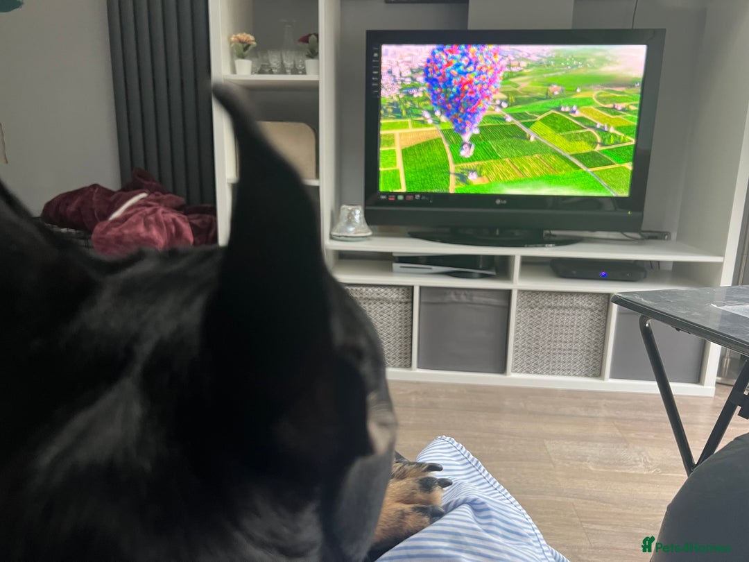 French Bulldog dogs for sale: Urgent rehome needed - Image 12
