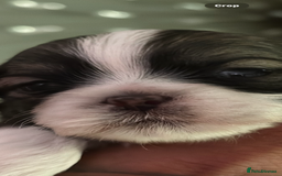 Shih Tzu dogs for sale: 5 Beautiful shihtzu  puppies for sale 2xM 3xF - Image 22