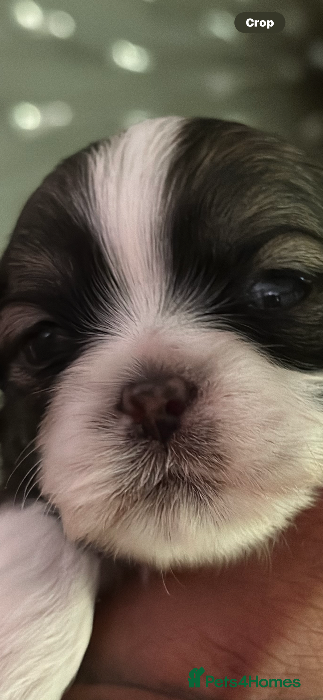 Shih Tzu dogs for sale: 5 Beautiful shihtzu  puppies for sale 2xM 3xF - Image 22