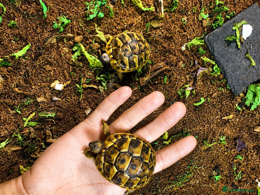 Tortoise reptiles for sale: Baby Tortoises Ready December  - Advert 5