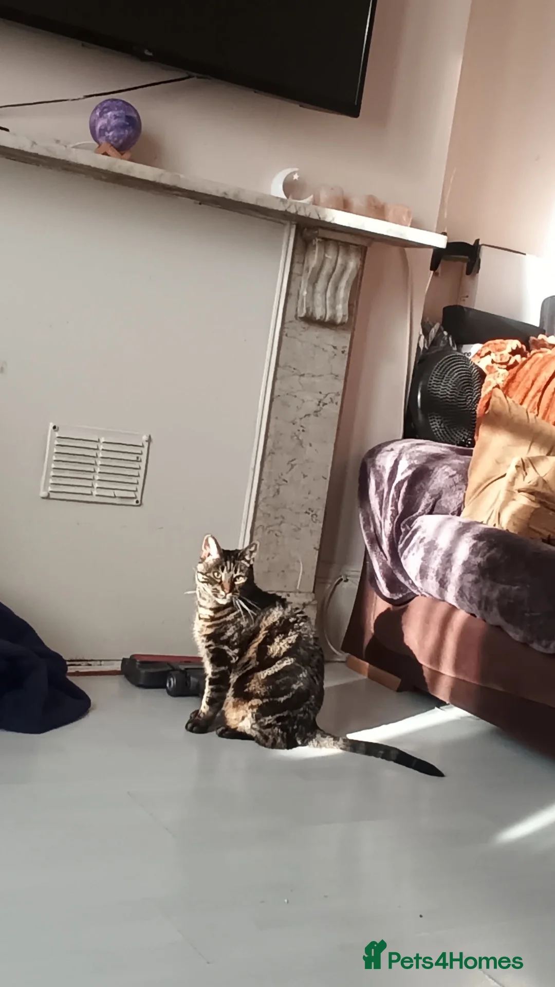 Domestic Shorthair cats for stud: Desperately trying to find a home for a lovely cat - Advert 4