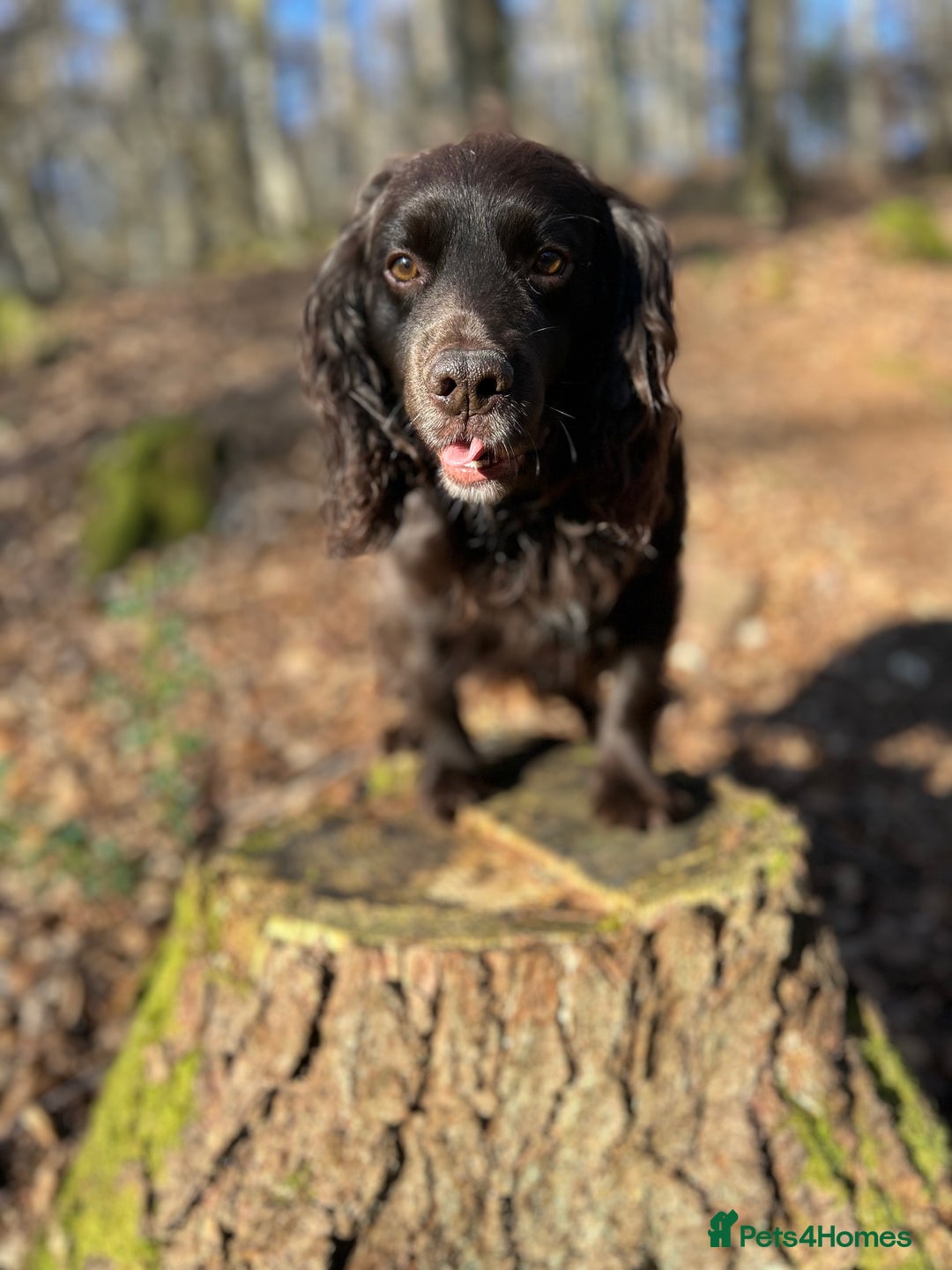 Cocker Spaniel dogs for stud: Proven Working Cocker for Stud - Image 3