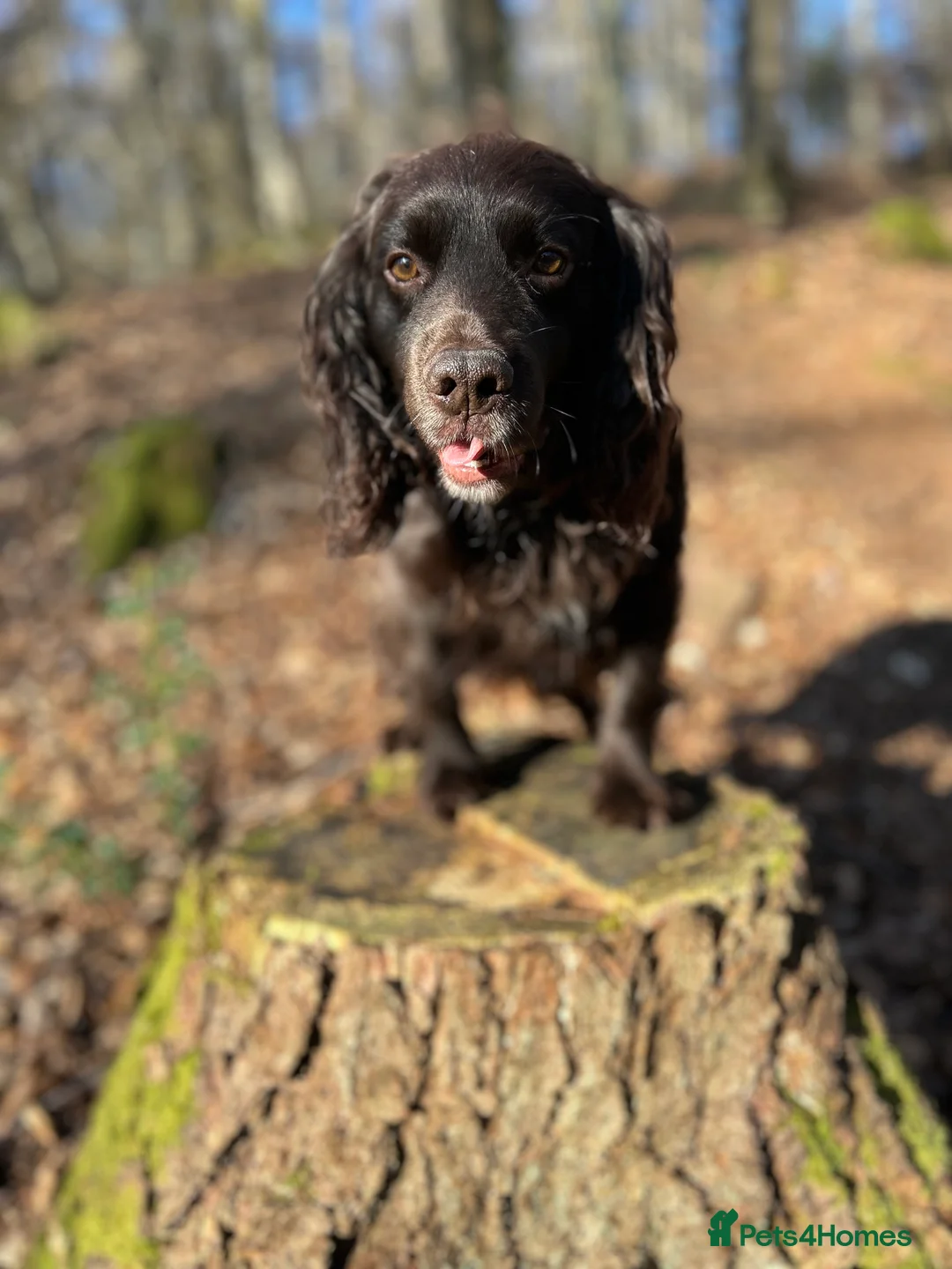 Cocker Spaniel dogs for stud: Cocker Spaniel Stud - KC, Health Tested, Champs - Advert 2