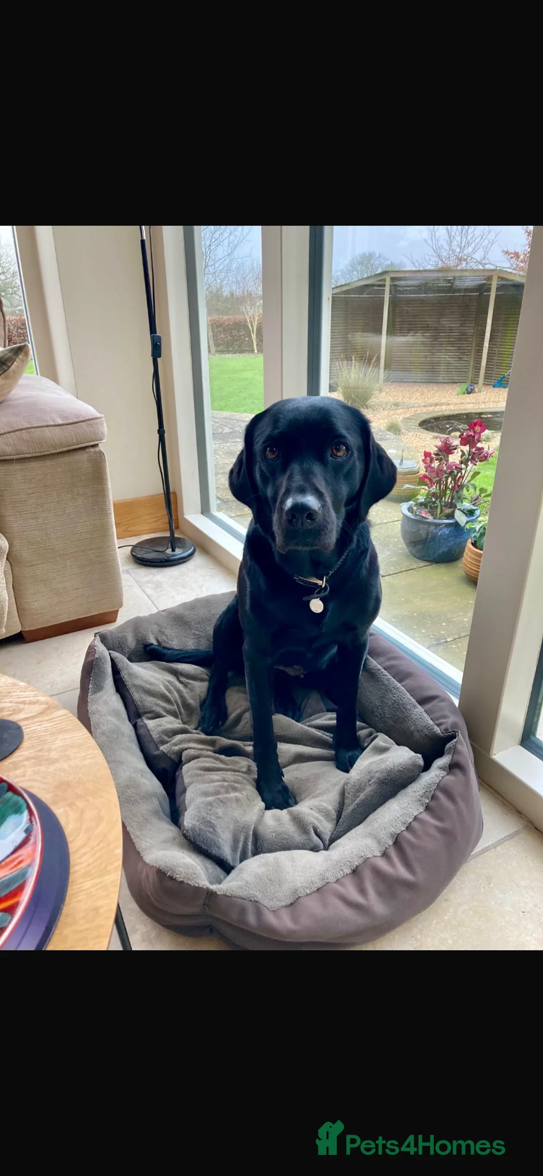 Labrador Retriever dogs for sale: One black labrador puppy boy for sale  in York - Advert 1