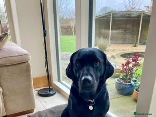 Labrador Retriever dogs One black labrador puppy boy for sale - Advert 9