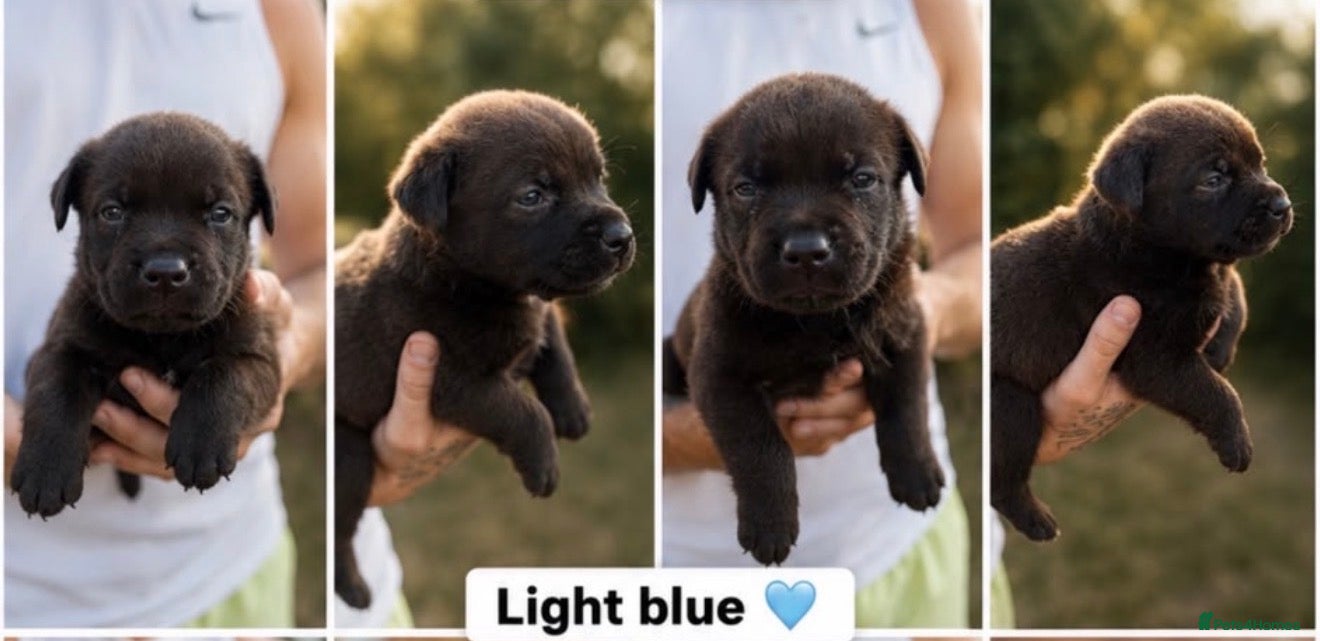 Mixed Breed dogs Rottweiler X Belgium Mali Puppies - Advert 2