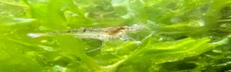Shrimps fish for sale: Neocardina Wild Shrimp in South Shields - Advert 3
