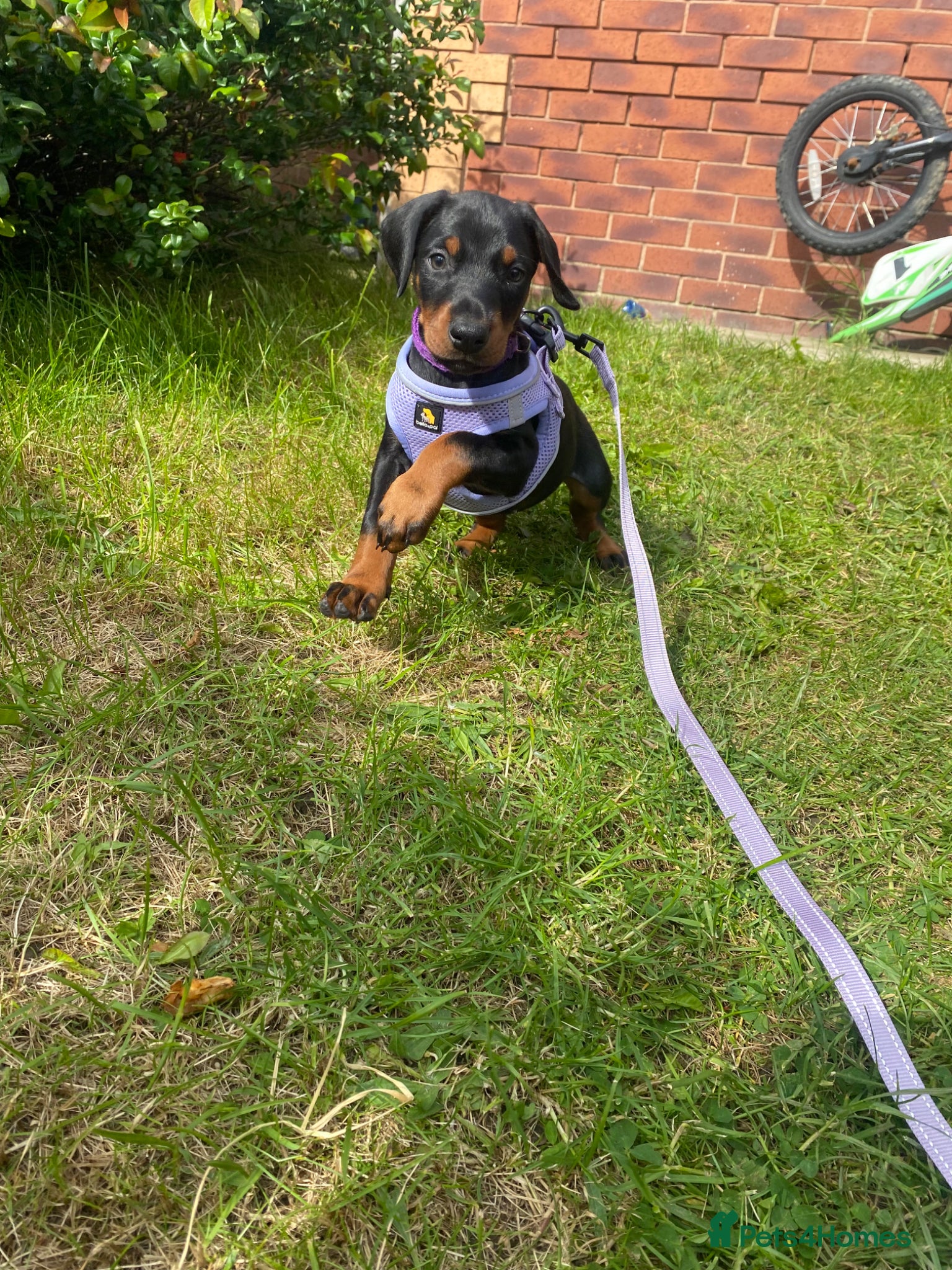 Dobermann dogs 2 Kc reg Health tested Black and Tan girls  - Advert 1