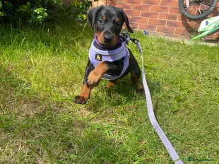 Dobermann dogs 2 Kc reg Health tested Black and Tan girls - Advert 1