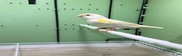 Canaries birds for sale: 2 pairs of yellow mosaic in Birmingham - Advert 3