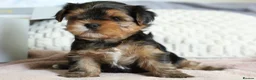Yorkshire Terrier dogs for sale: 2 MINATURE YORKSHIRE TERRIER GIRLS - Advert 9