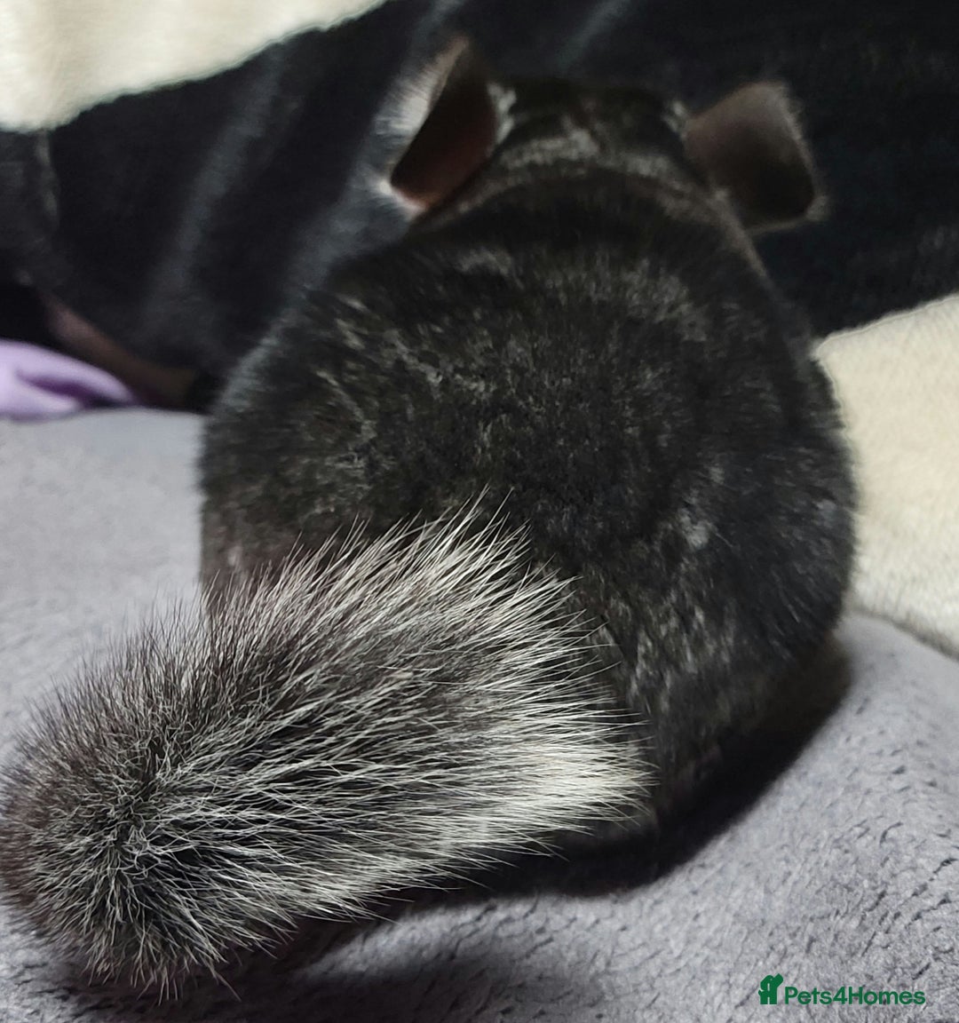 Chinchilla rodents for sale: Baby chinchillas now ready for their new homes - Advert 2