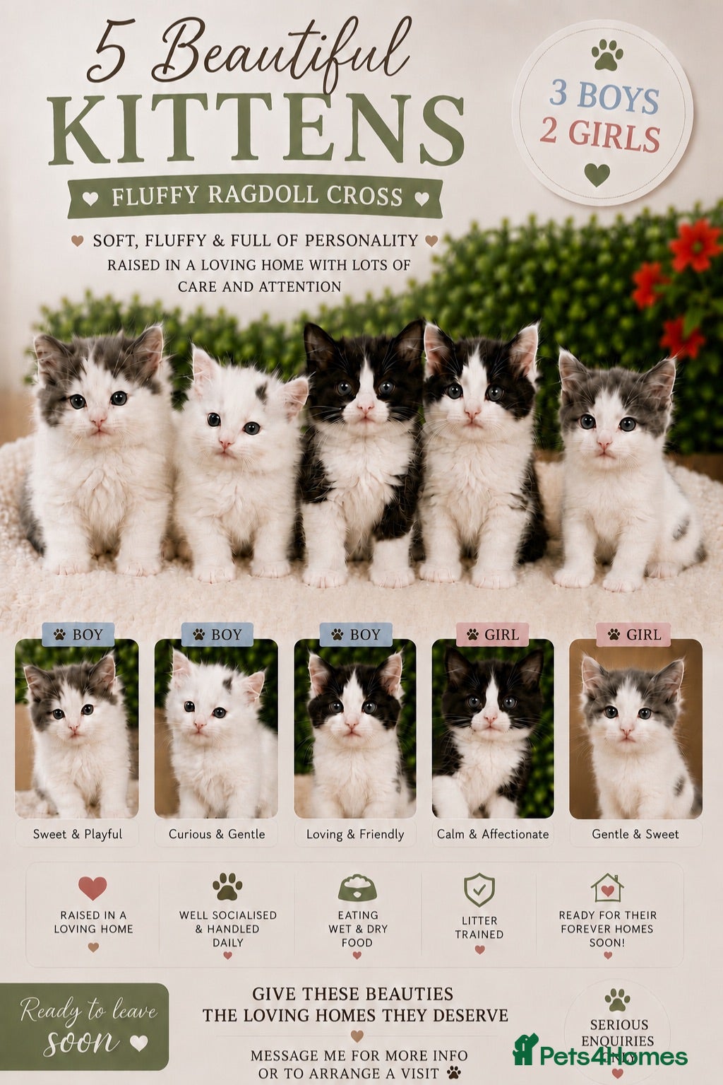 Ragdoll cats 🐾 5 Beautiful Ragdoll Cross Kittens 🐾 - Advert 1