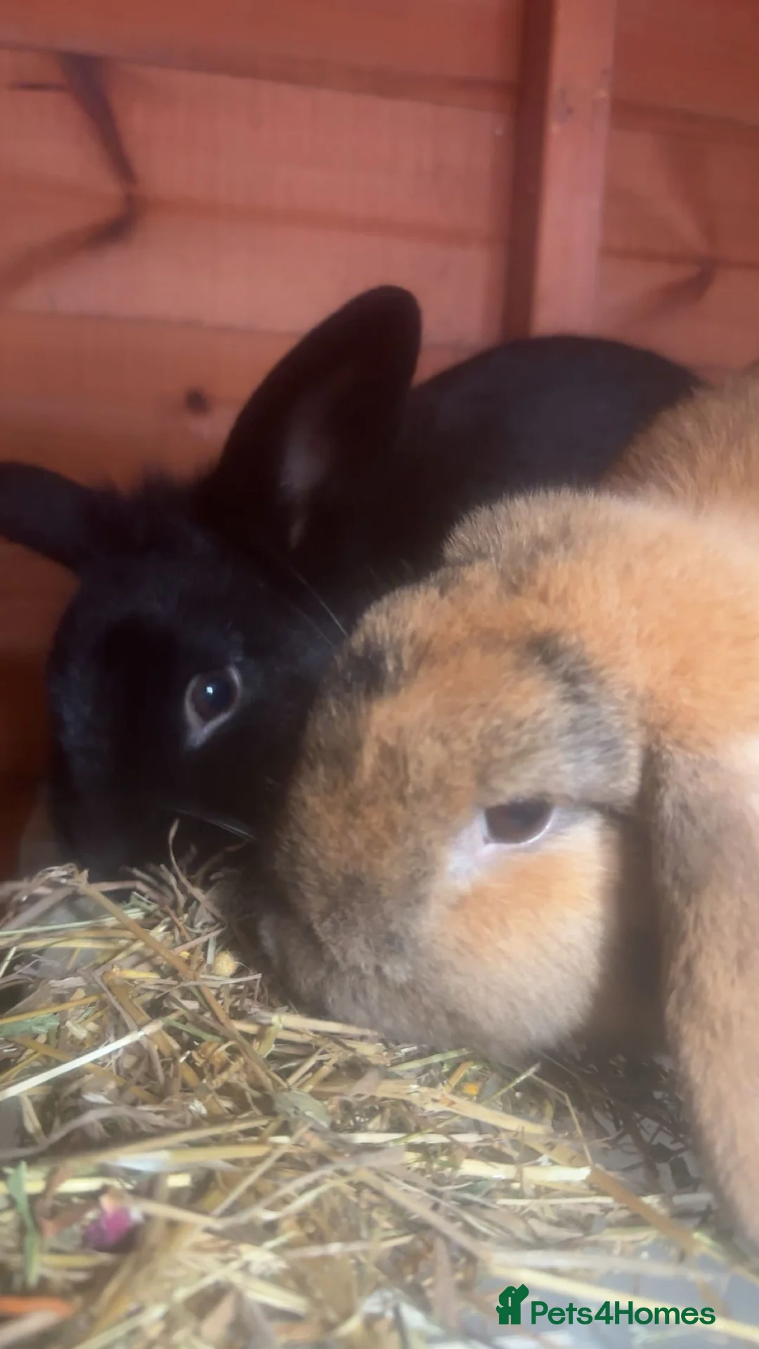 Mixed Breed rabbits for sale: Fluffy bunnies  - Advert 4