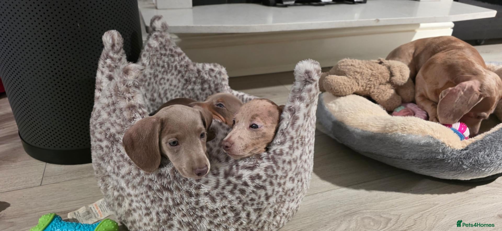 Miniature Dachshund dogs Pedigree Miniature Dachshund AVAILABLE to leave - Advert 1