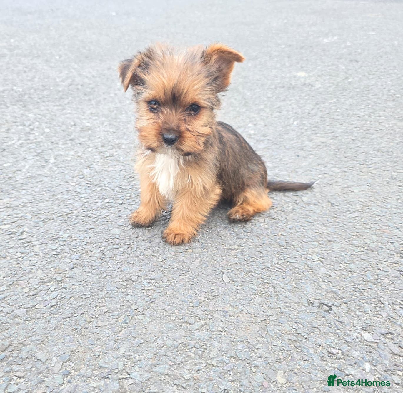 Yorkshire Terrier dogs Yorkshire terrier puppies  - Advert 3