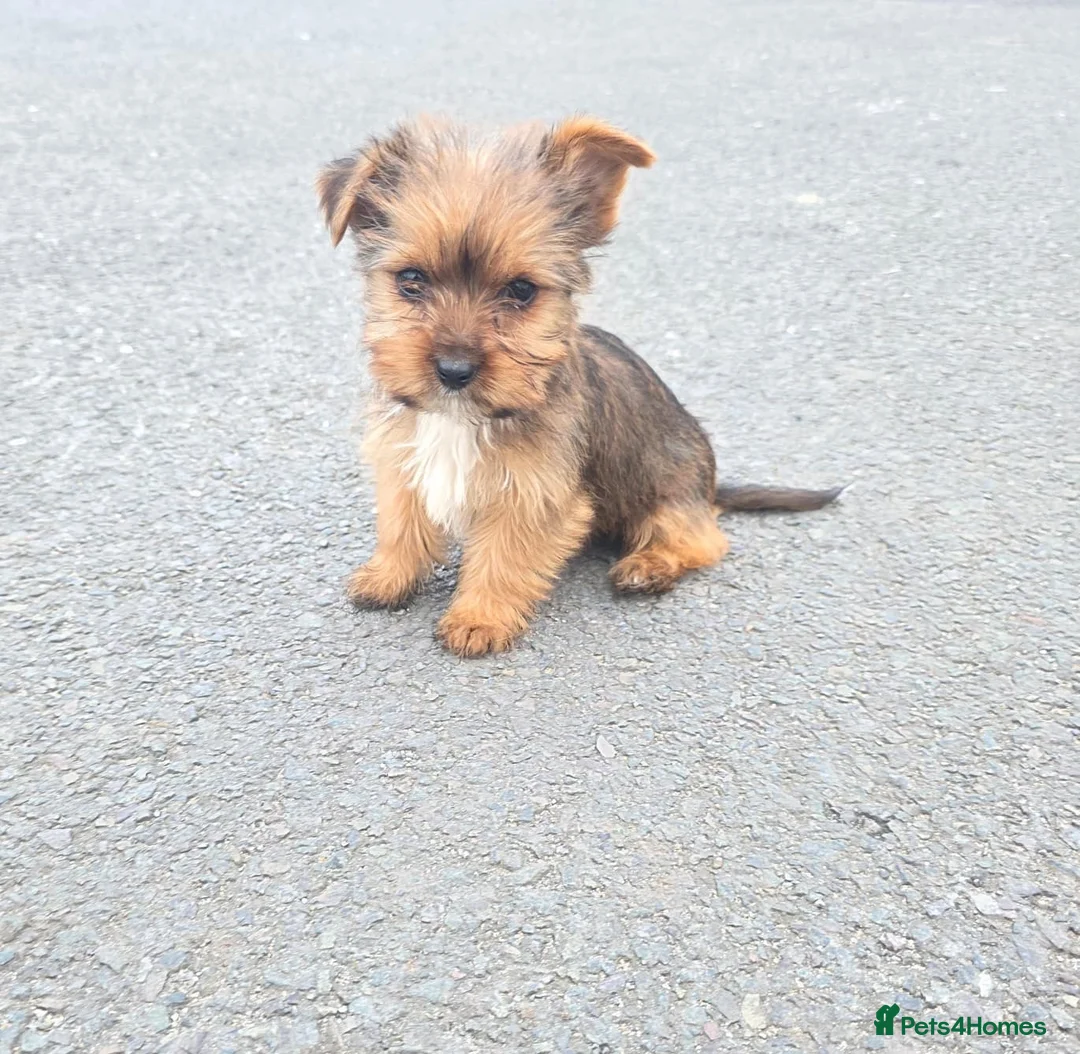 Yorkshire Terrier dogs for sale: Yorkshire terrier puppies  in Woodford Green - Advert 1