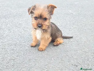 Yorkshire Terrier dogs Yorkshire terrier puppies - Advert 3