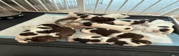 English Springer Spaniel dogs for sale: KC Registered Liver and White ESS Pups  - Advert 17