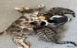 Mixed Breed cats for sale: 4 male kittens  - Image 7