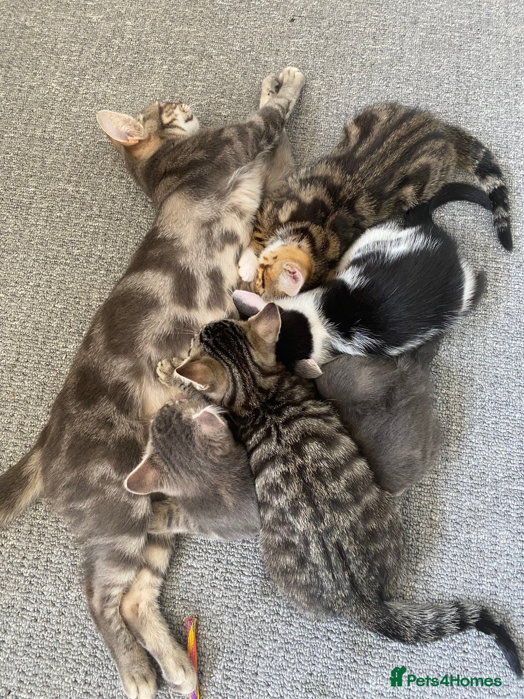 Mixed Breed cats for sale: 4 male kittens  - Image 7