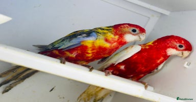 Parakeets birds - Advert 4