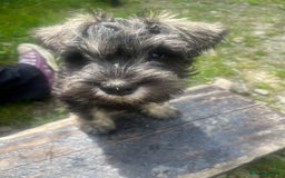 Miniature Schnauzer dogs for sale: KC miniature schnauzer puppies  - Image 11