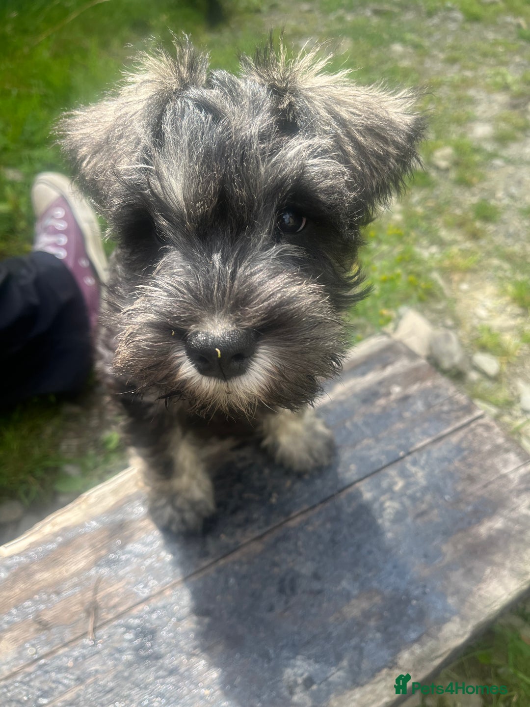 Miniature Schnauzer dogs for sale: KC miniature schnauzer puppies  - Image 11