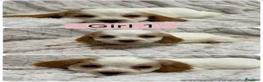 Cockapoo 6