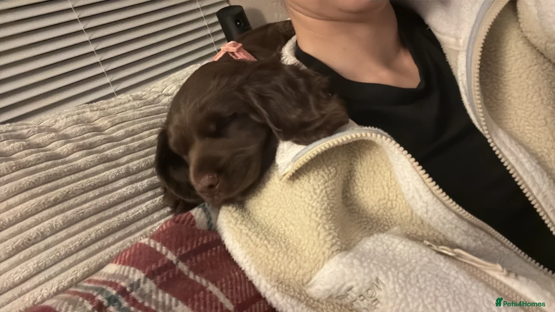 Cocker Spaniel dogs for sale: Female cocker spaniel puppy  - Advert 6