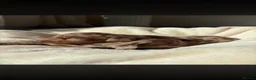 Miniature Dachshund dogs for stud: Chocolate/isabella miniature dachshund  - Advert 17