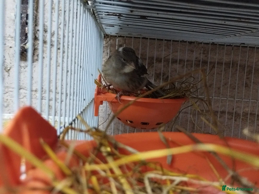 Canaries birds for sale: Canary's, green finch, silver, jarva sparrows  - Advert 3