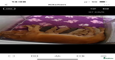 Cocker Spaniel dogs Out standing  Health tested working cockers  - Advert 2