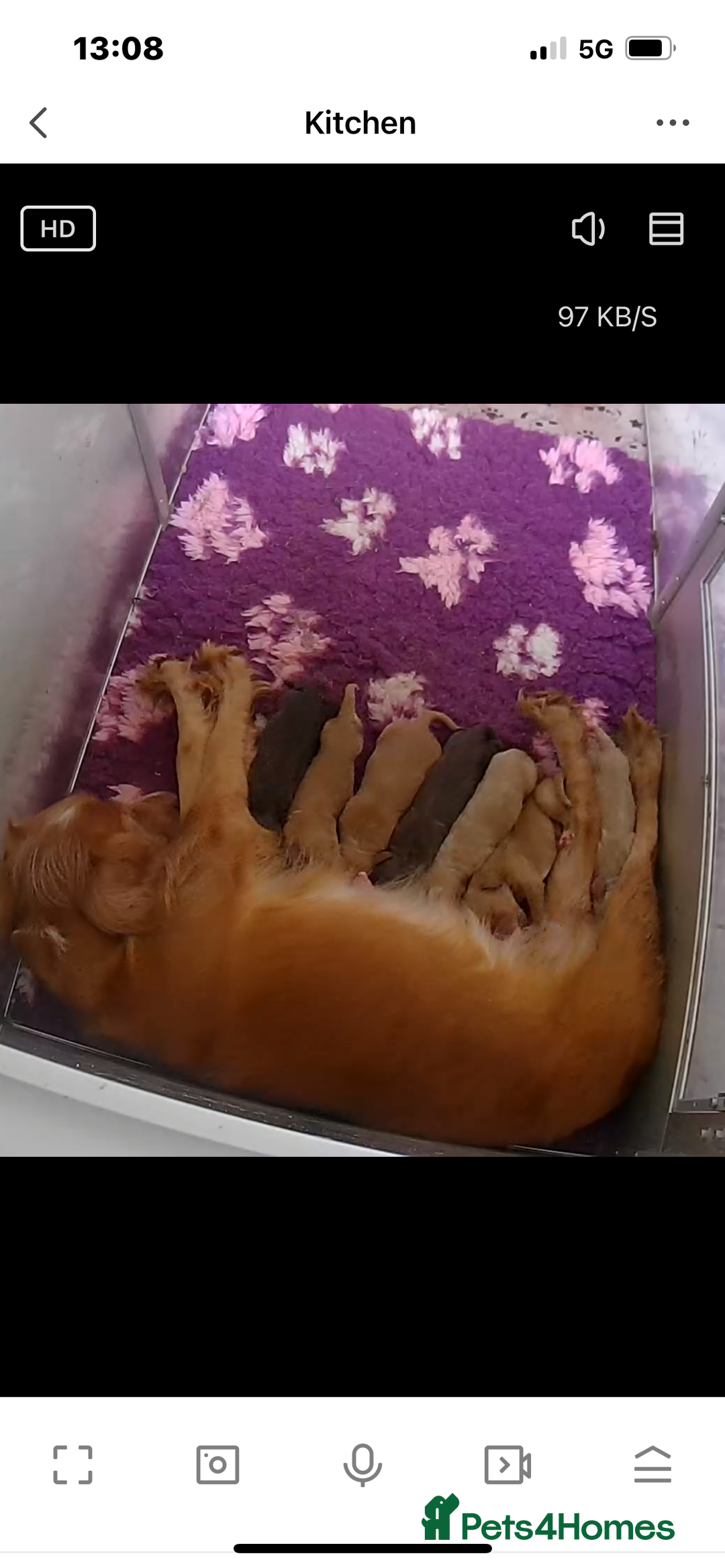Cocker Spaniel dogs for sale: Out standing  Health tested working cockers  - Image 15