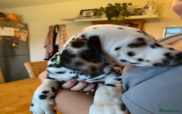 Dalmatian dogs for sale: Absolutely stunning liver puppy  - Image 20