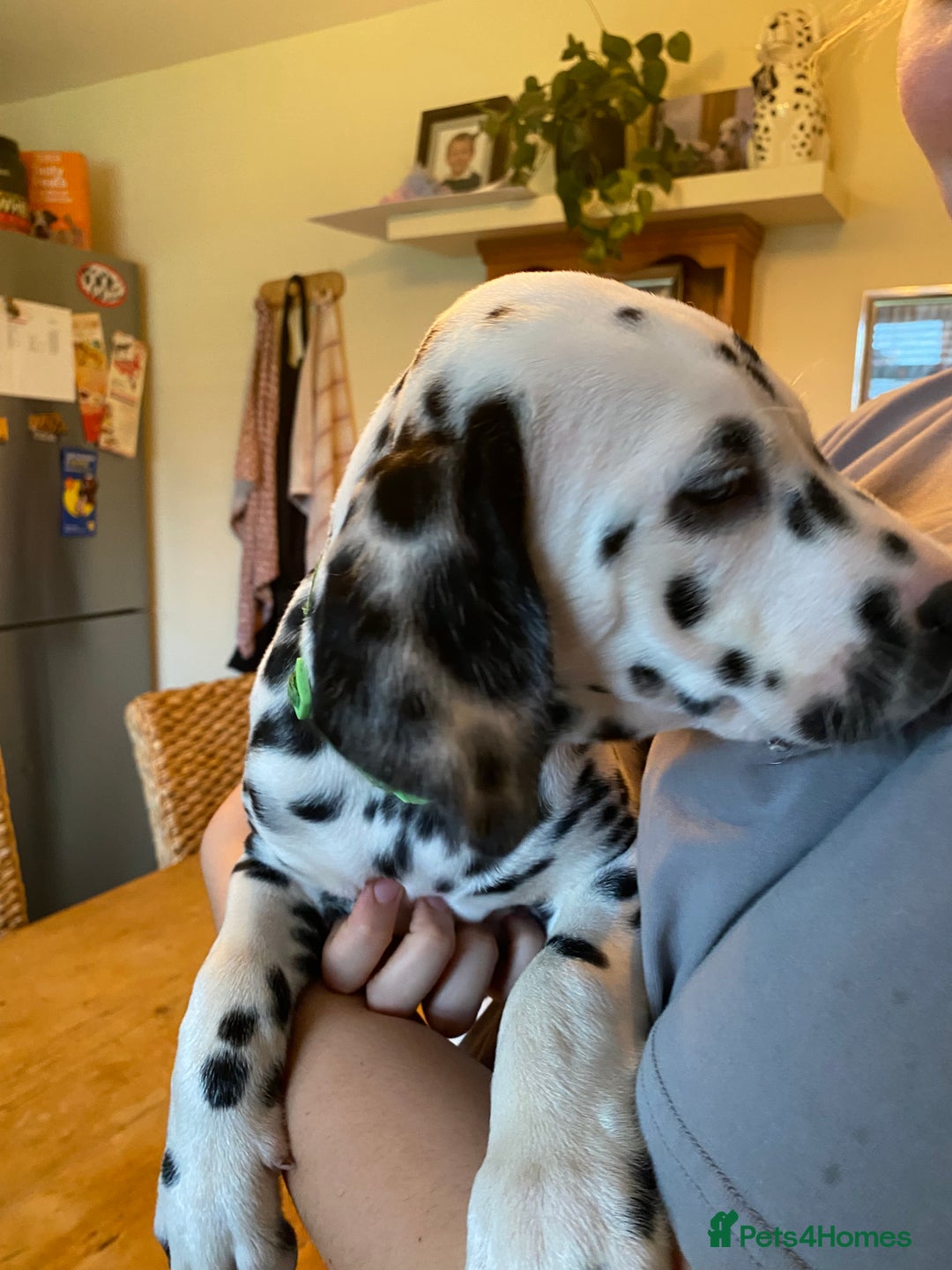 Dalmatian dogs for sale: Absolutely stunning liver puppy  - Image 20