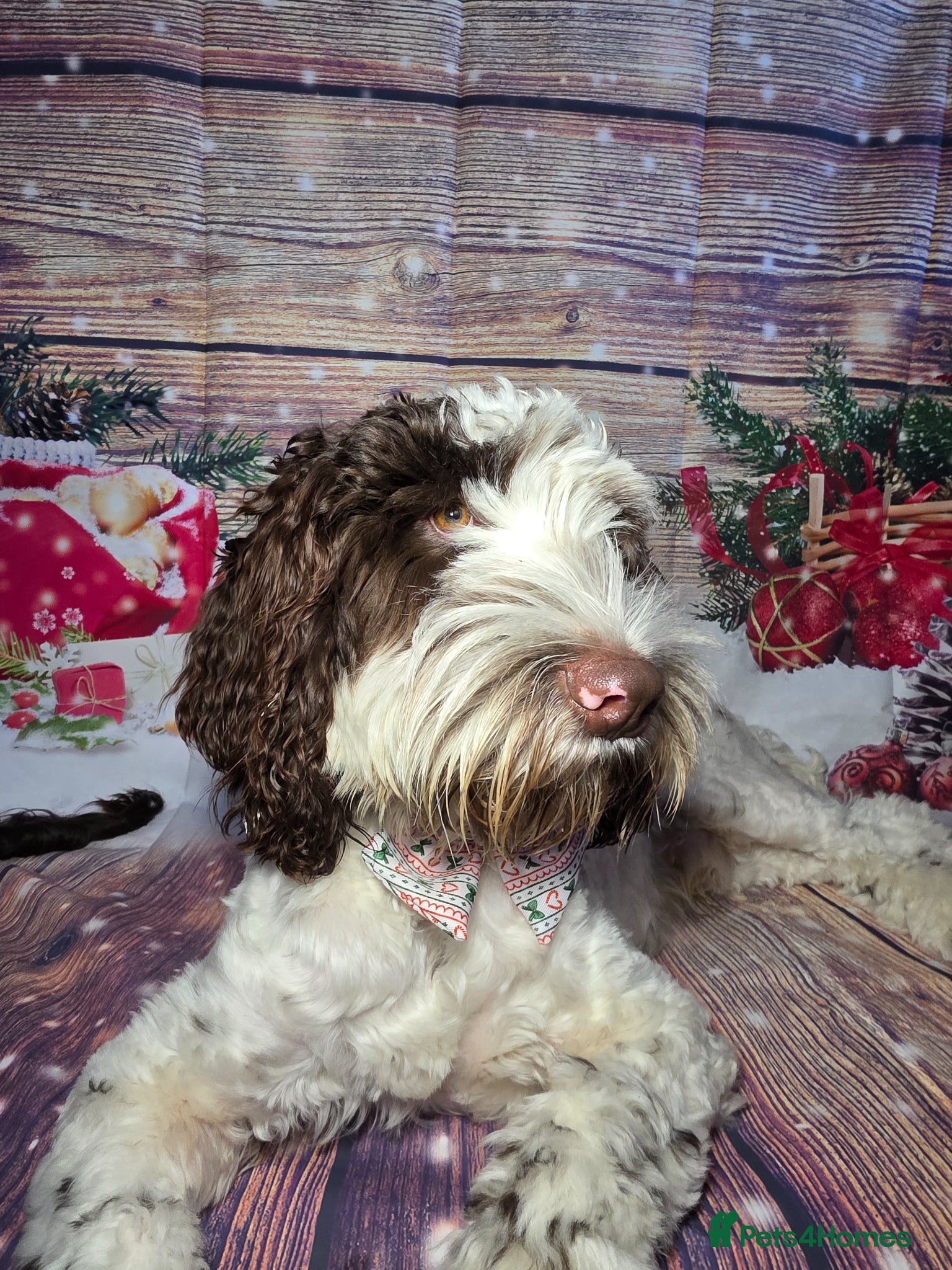Cockapoo dogs 1 year old Cockapoo looking for new 🏡 - Advert 5