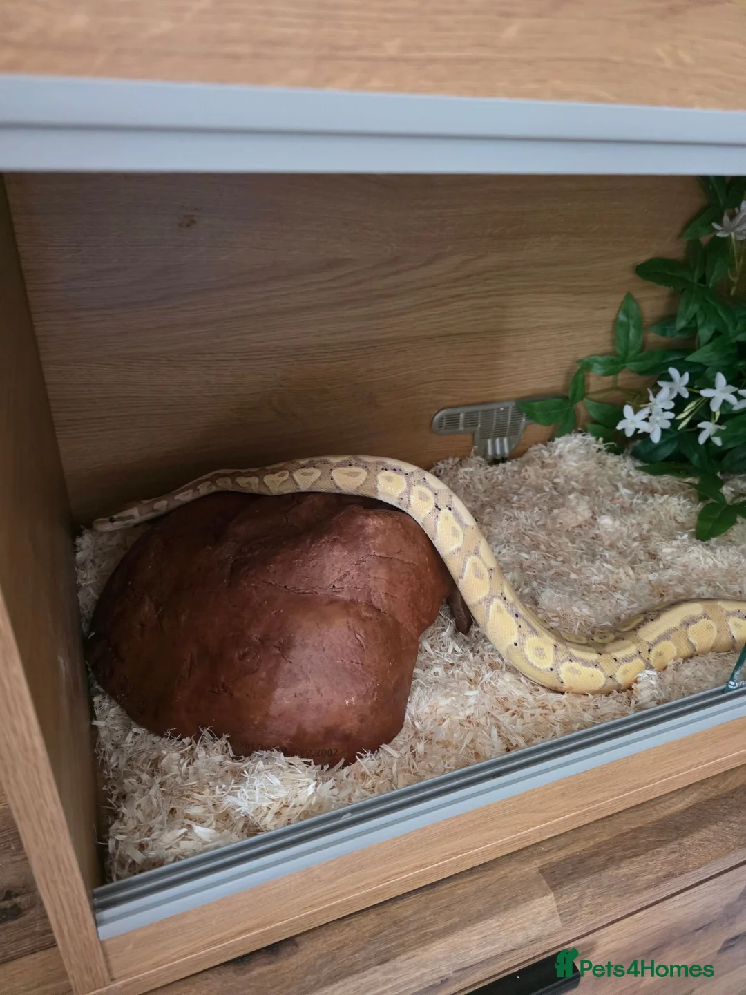 Python Snake reptiles for sale: Banana cinnamon mojave toyal python and viv - Advert 3
