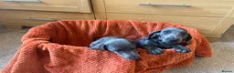 Dachshund dogs for sale: Stunning Solid Blue & Choc & Tan Dachshunds  - Advert 17