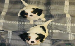 Cavalier King Charles Spaniel dogs for sale: DNA health tested, much loved cavaliers - Advert 4